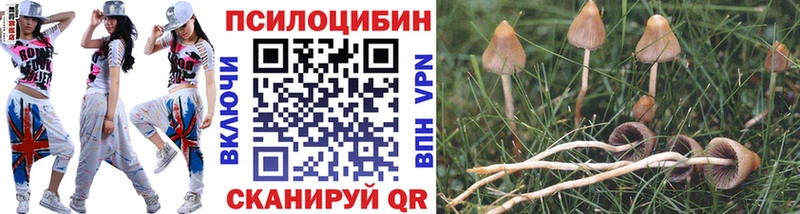 Псилоцибиновые грибы Psilocybine cubensis  Купить  Спасск-Рязанский 